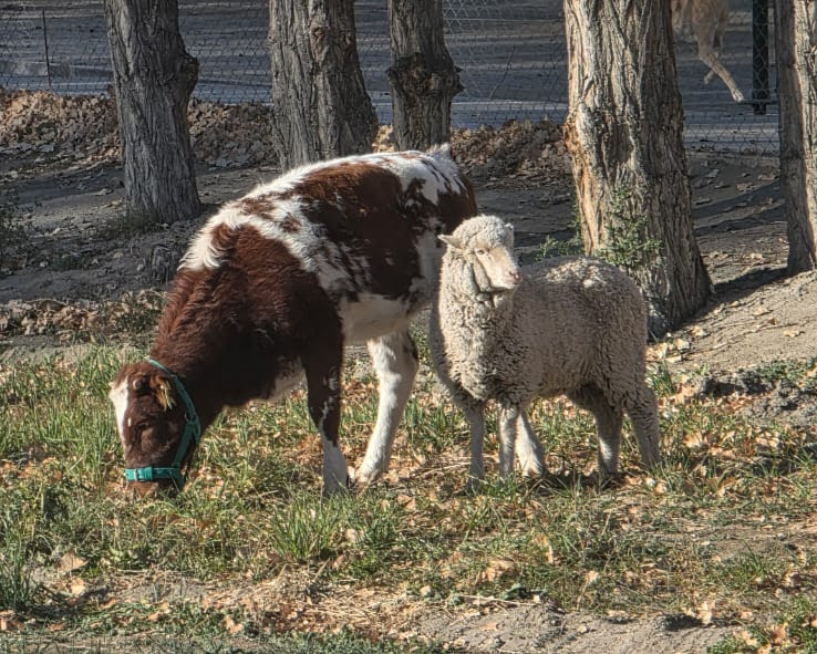 epea concurso tromen (2)